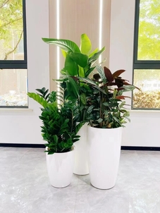 余姚花卉租赁费用-余姚花卉租赁品种-北仑花木租摆优惠-镇海花木租赁合同